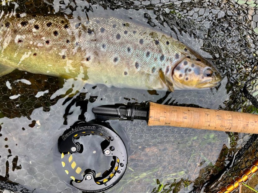 Loughor brown trout - Lyn Davies